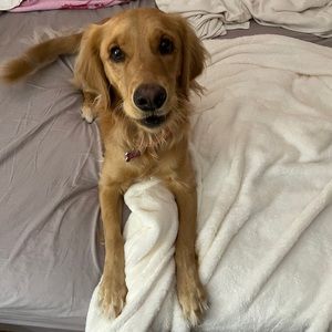 Meet your Posher, Adam